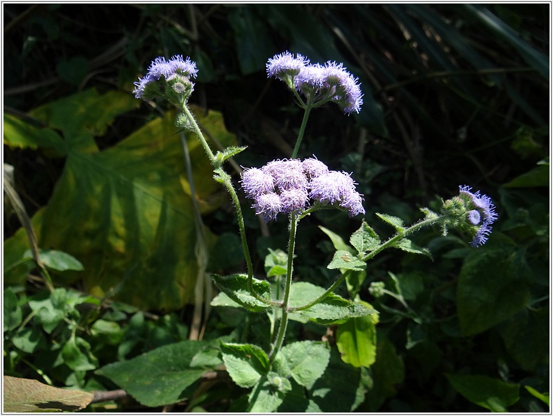 2015-01-25 14-32-04林道上的紫花霍香薊.JPG